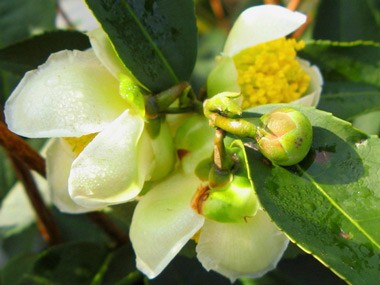 camellia sinensis