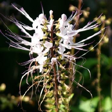 orthosiphon aristatus